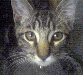 "if i were any more cute, i'd be twins!" - baQuer 7/21/04